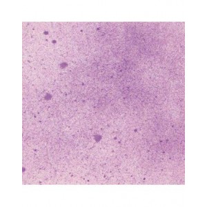 Cosmic Shimmer - Sam Poole Botanical Spray Purple Anemone 60ml - CSBSPRAYPUR