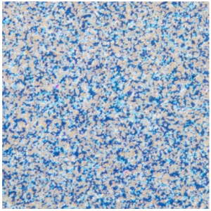 WOW! - Embossing Powder - Sea Salt *Sara Naumann* - WL29