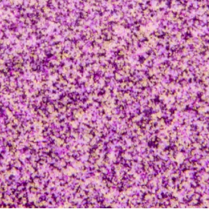WOW Embossing Powders - Berryburst *Sara Naumann* - Jar Size:15ml Jar - WL28R